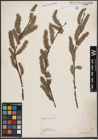 Foto von Salix cinerea L.